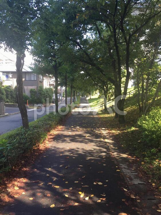 広島南区木漏れ日 木漏れ日,広島,広島南区東雲の写真素材