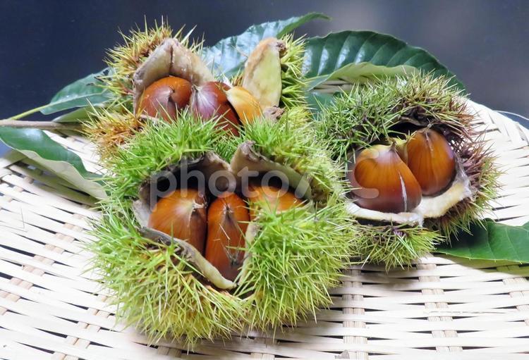 収穫したイガグリ 栗,イガグリ,秋の写真素材