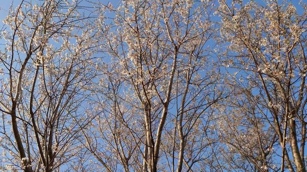 桜 桜の写真