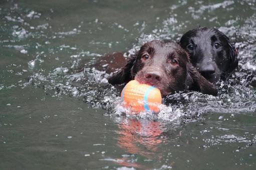 背後から迫る黒犬 背後から迫る黒犬の写真