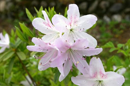 つつじ（薄いピンク）２ 淡い,美しい,複数の写真素材