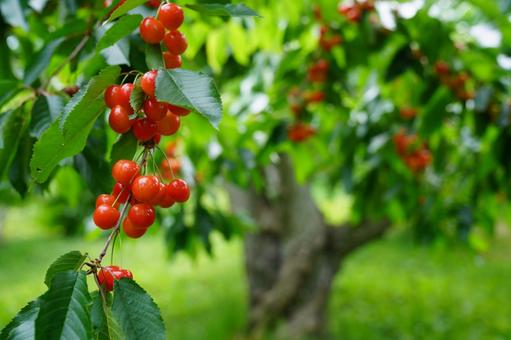 Cherries, JPG