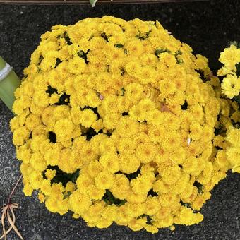 花★ポットマム（洋菊）の写真