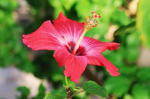 ハイビスカス１７（咲くやこの花館） ハイビスカス,花,かわいいの写真素材