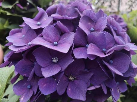 紫陽花 紫陽花の写真