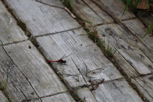 赤トンボの写真