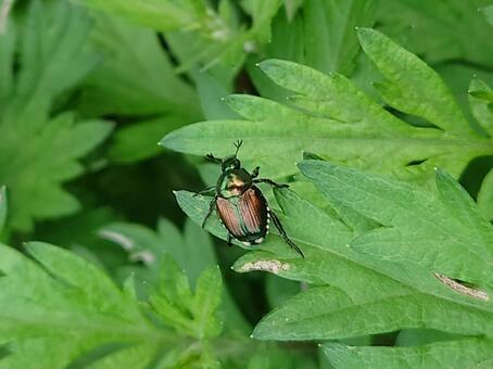 マメコガネ マメコガネ,コガネ虫,虫の写真素材