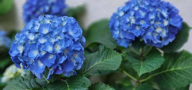 あじさいの写真