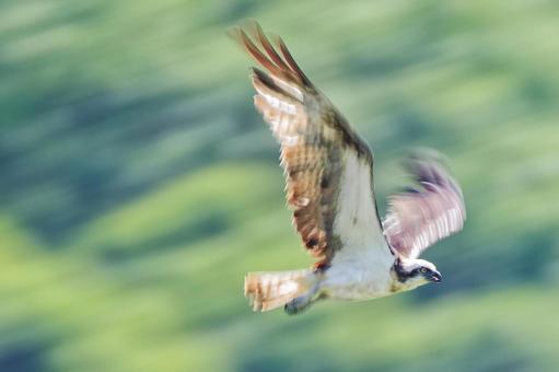 山間を飛ぶミサゴ、流し撮り 山間を飛ぶミサゴ、流し撮りの写真