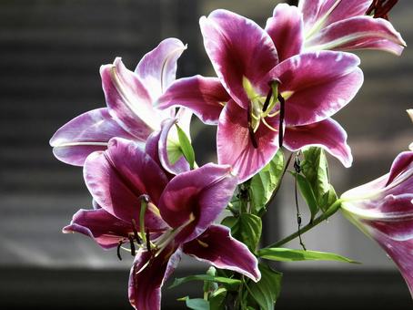 Photo, plant, flower, river side, 