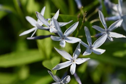 家の庭に咲いた大文字草の花 自然,ガーデニング,クローズアップの写真素材