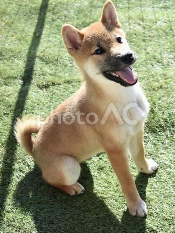 柴犬の子犬 柴犬,子犬,犬の写真素材