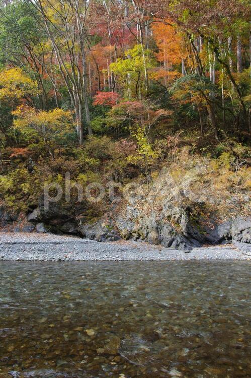 多摩川の紅葉（鳩ノ巣と古里の間） 多摩川,上流,紅葉の写真素材