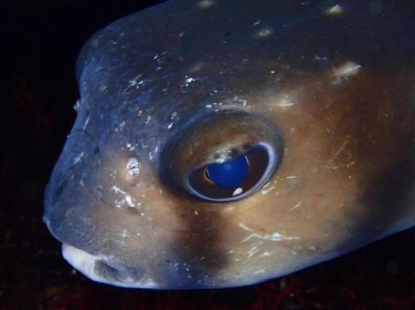 魚の目 魚,ダイビング,伊豆大島の写真素材