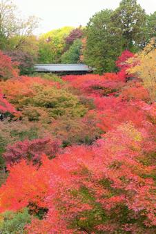 山奥の紅葉（縦構図） 紅葉,もみじ,秋の写真素材