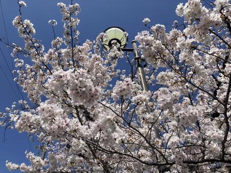 桜 桜の写真