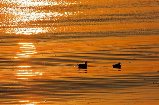 朝焼けの金色の海に鴨が戯れる-4 朝焼けの金色の海に鴨が戯れる-4の写真