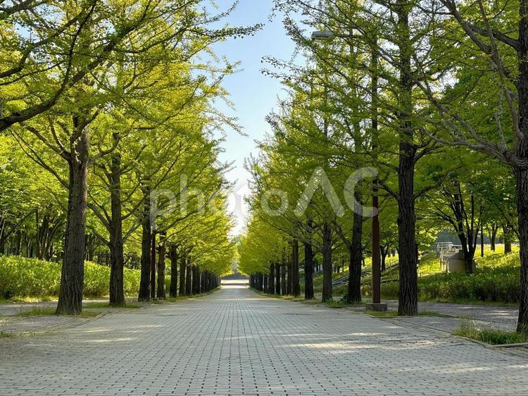 イチョウ並木 japan,風景,春の写真素材