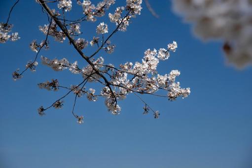 青空に映える桜の花 青空に映える桜の花の写真