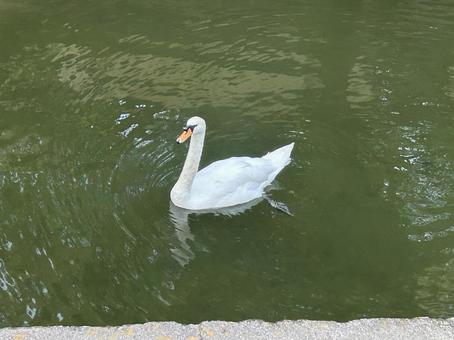 白鳥2 白鳥2の写真