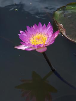 Water lilies, JPG