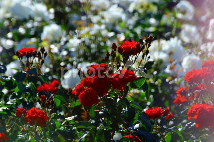 薔薇 バラ,自然,赤の写真素材