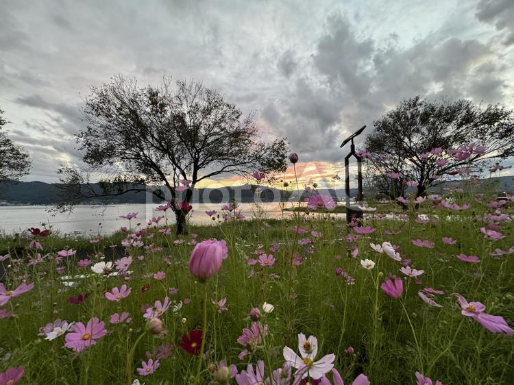 秋桜 秋桜,諏訪湖,コスモスの写真素材