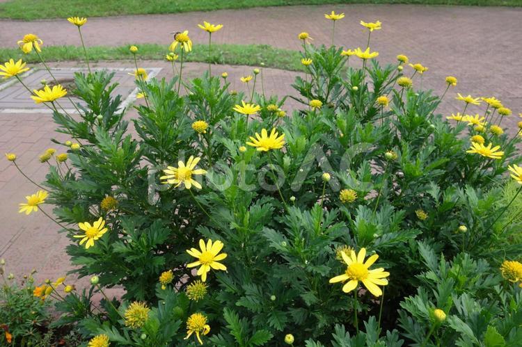 公園に咲いたマーガレットコスモスの花 マーガレットコスモス,壁紙,背景の写真素材