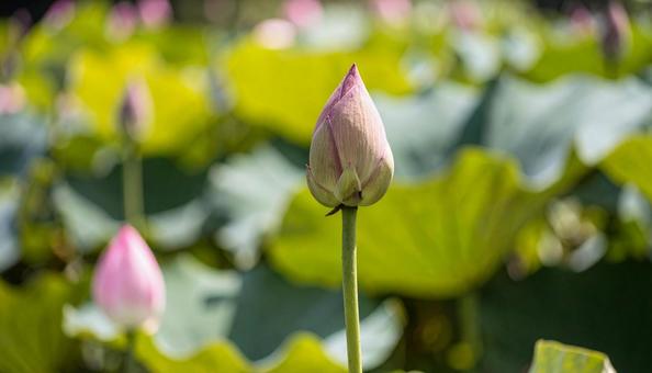 蓮の花 ハス れんこん畑 蓮の花 ハス れんこん畑の写真