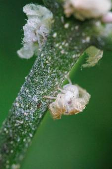 ふわふわとした白い生毛のハゴロモの幼虫 昆虫,虫,自然の写真素材