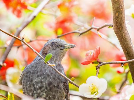 ボケの花とヒヨドリ ボケの花とヒヨドリの写真