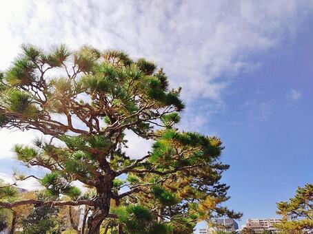 松の木が生えている風景 松の木,松,植物の写真素材