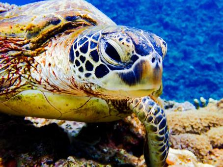 休憩中の海亀 休憩中の海亀 アオウミガメ,海亀,珊瑚礁の写真素材