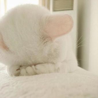 Cat with face hidden, JPG