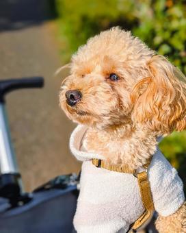 ペットカートに乗るトイプードル 犬,カート,ペットカートの写真素材