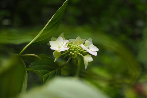 小さなガクアジサイの花 ガクアジサイ,額紫陽花,花の写真素材