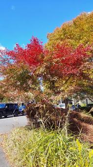 青空と紅葉 青空と紅葉の写真