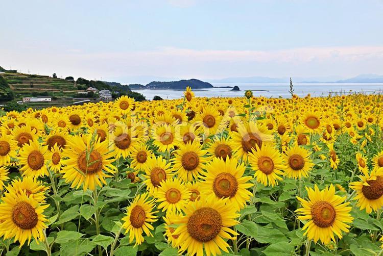 南串山のヒマワリ畑 ヒマワリ,向日葵,花の写真素材