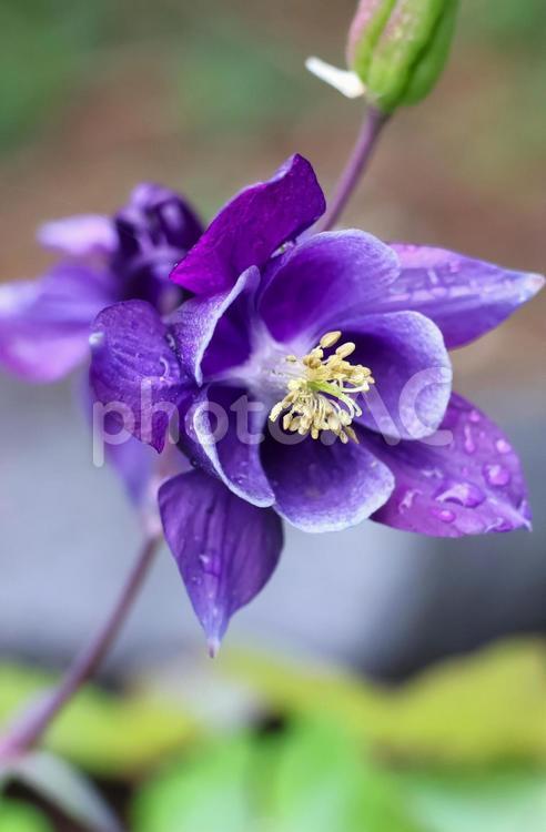 ５月上旬の庭の雨上がりのオダマキの花 背景,オダマキ,花の写真素材