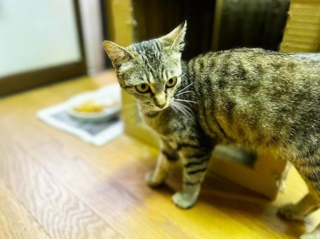 部屋の中を見て回るノラ猫 サバトラ猫,ノラ猫,ネコの写真素材