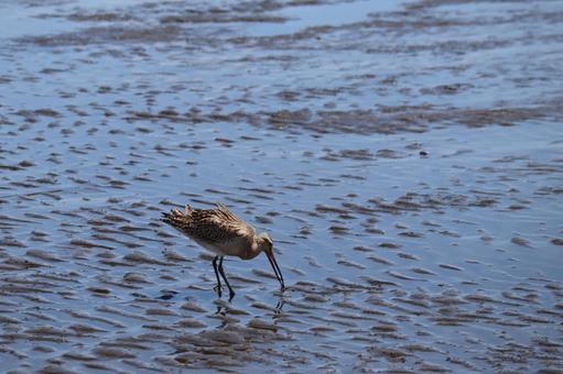 海岸の潮溜まりにいるオオソリハシシギ 海岸,潮溜まり,オオソリハシシギの写真素材