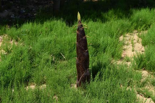竹の子 春の食材 竹の子,筍,タケノコの写真素材