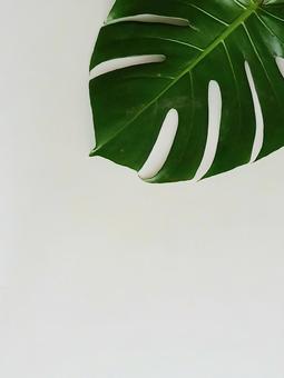 モンステラの背景素材 モンステラの背景素材の写真