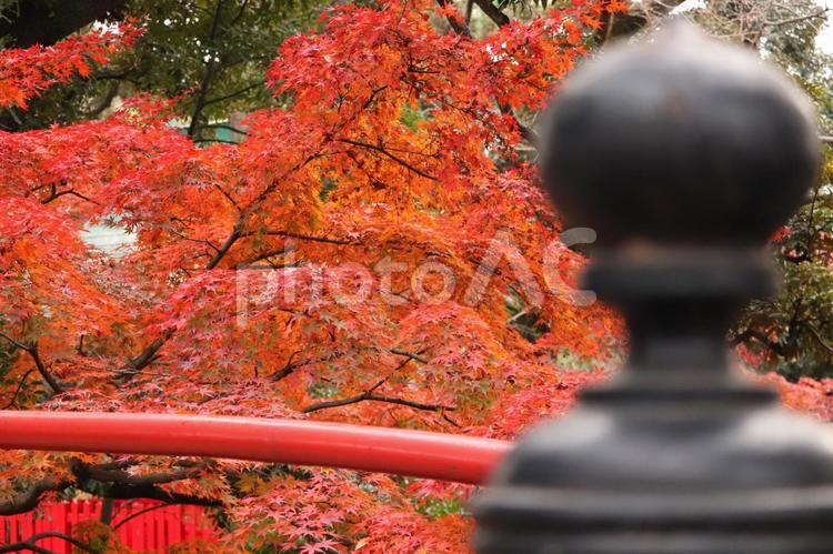擬宝珠越しのもみじ 秋,晩秋,もみじの写真素材