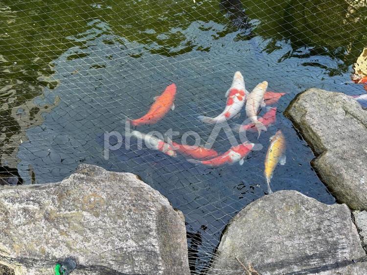 水の中の舞妓さん 鯉,池,魚の写真素材