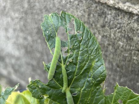 芋虫 芋虫 芋虫,青虫,モンシロチョウの写真素材