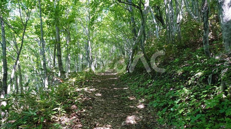 登山道の木漏れ日 登山道の木漏れ日,光,木漏れ日の写真素材