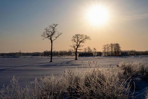 冬の牧場、霧氷の立ち木に朝光射す 日の出,陽光,輝くの写真素材