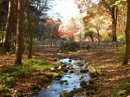 赤城自然園　秋　群馬県渋川市 赤城自然園,秋,群馬県渋川市の写真素材