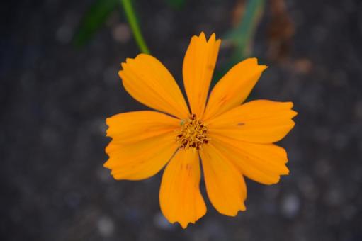 黄色い花の写真